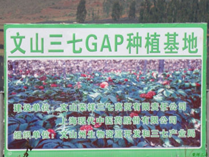 三七GAP種植基地