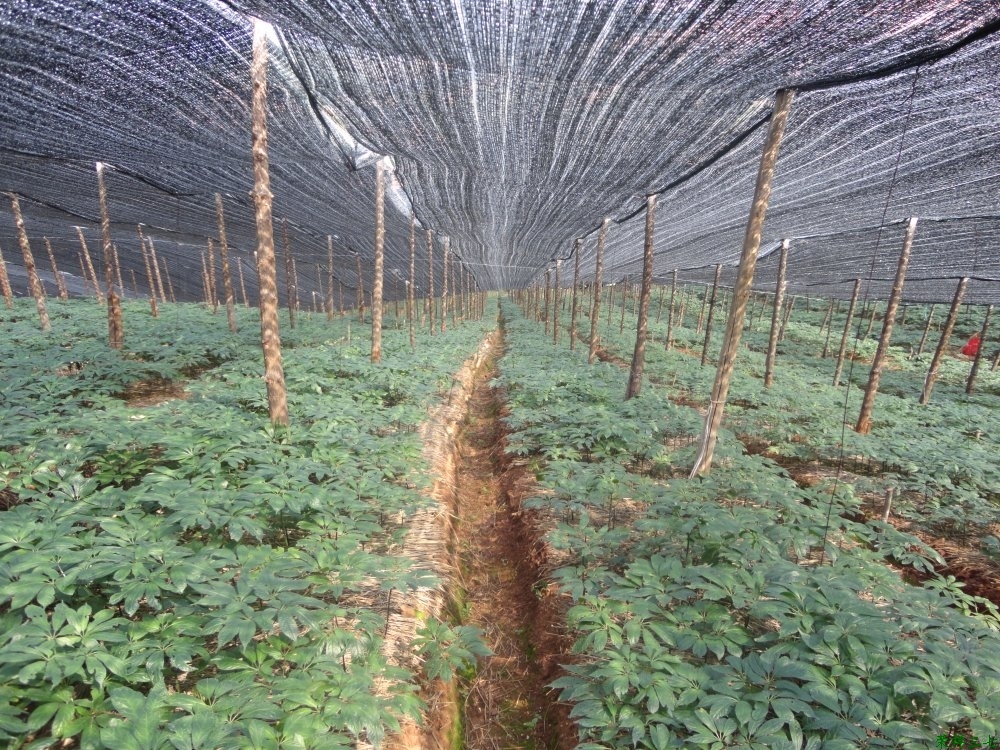 馬關三七種植基地